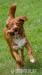Nova Scotia Duck Tolling Retriever - Prodej