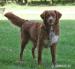 Nova Scotia Duck Tolling Retriever - Prodej