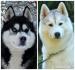 sibirsky husky - Predaj