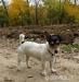 Prodám štěňata Jack Russell teriéra - Prodej