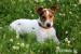Prodám štěňata Jack Russell teriéra - Prodej