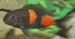 tropheus bulu point - Predaj