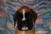 Německý boxer - Prodej