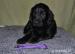 Flat Coated Retriever - Prodej