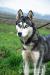 Hasinka - młoda suczka siberian husky ADOPCJA - Sprzedaż