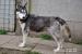 Hasinka - młoda suczka siberian husky ADOPCJA - Sprzedaż