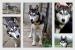 Hasinka - młoda suczka siberian husky ADOPCJA - Sprzedaż