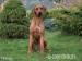 Rhodéský Ridgeback  - Prodej