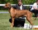 Rhodéský Ridgeback  - Prodej