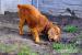 Wiktor - piękny energiczny spaniel szuka domu - Sprzedaż