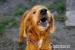 Wiktor - piękny energiczny spaniel szuka domu - Sprzedaż