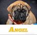 Bullmastiff - Predaj
