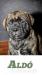 Bullmastiff - Predaj