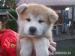 akita inu - Predaj
