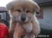 akita inu - Predaj