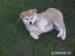 akita inu - Predaj