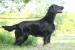 Zadám štěňátka flat coated retrievera s PP - Prodej