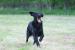 Zadám štěňátka flat coated retrievera s PP - Prodej