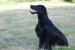 Zadám štěňátka flat coated retrievera s PP - Prodej