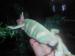 chameleon jemensky - Prodej