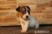 jack russell terrier s PP, štěňátka - Prodej