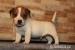 jack russell terrier s PP, štěňátka - Prodej