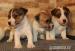 jack russell terrier s PP, štěňátka - Prodej