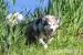 Dejla - suczka w typie alaskan malamute szuka domu - Sprzedaż