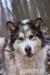 Dejla - suczka w typie alaskan malamute szuka domu - Sprzedaż