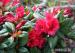 Rhododendron - Predaj