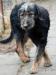 Irek - piękny, duży mix sznaucer/terrier adopcja - Sprzedaż