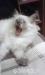 Koty syberyjskie neva masqarade rodowodowe - Sprzedaż