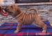 SHAR PEI piękne rodowodowe szczenięta!!! - Sprzedaż