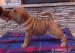 SHAR PEI piękne rodowodowe szczenięta!!! - Sprzedaż