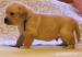 labrador biszkoptowe szczeniaki - Sprzedaż