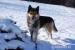 Gumiś - mieszaniec alaskan malamute i owczarka - Sprzedaż