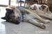 Gumiś - mieszaniec alaskan malamute i owczarka - Sprzedaż