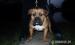 American Bully - Prodej