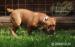 American Bully - Prodej