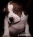 American Bully - Prodej