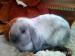 Prodám zakrslé králíky - berany - Prodej