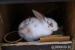 5 mes. samec králika - Predaj