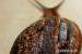 Africke slimaky (achatina reticulata) - Predaj