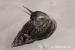 Africke slimaky (achatina reticulata) - Predaj
