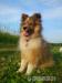 Owczarek Szetlandzki - Sprzedaż