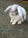 Amy, samička zakrslého beránka s VP - Prodej