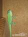 Anolis Garmani+terárium+výbava - Prodej