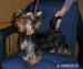 YORKSHIRE TERRIER - Predaj
