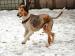 Jagoda - łagodna suczka collie, adopcja - Sprzedaż