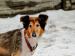 Jagoda - łagodna suczka collie, adopcja - Sprzedaż